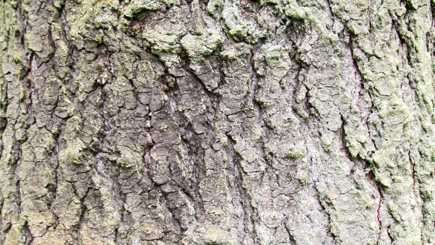 Abies concolor tronc