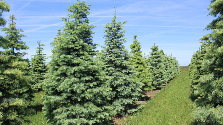 Abies concolor branchus de la base