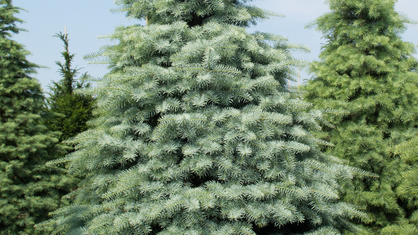 Abies concolor branchus de la base