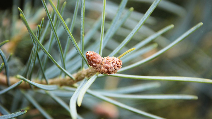 Abies concolor fleurs