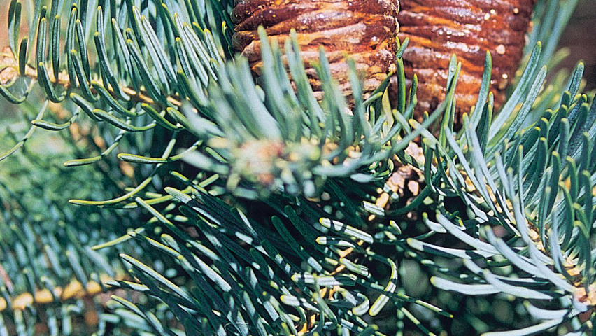 Abies concolor fruits