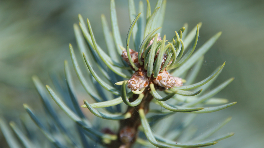 Abies concolor Feuilles