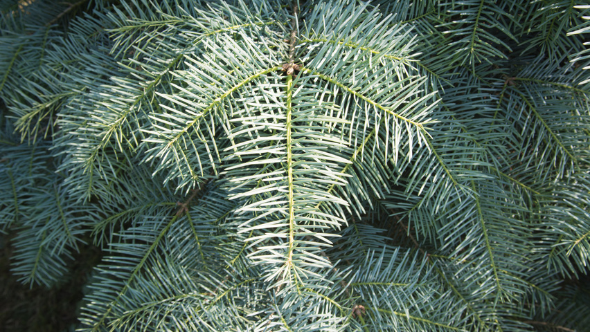 Abies concolor Feuilles