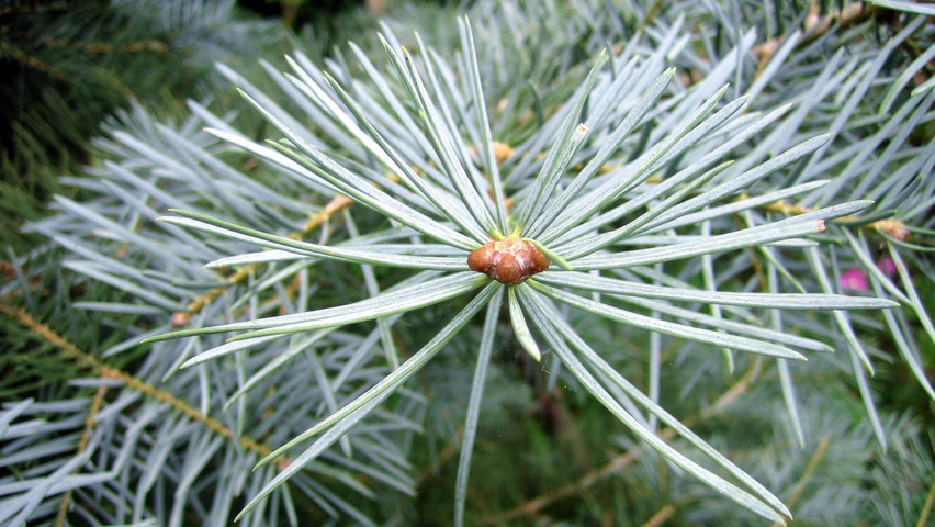 Abies concolor Feuilles