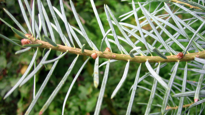 Abies concolor rameaux