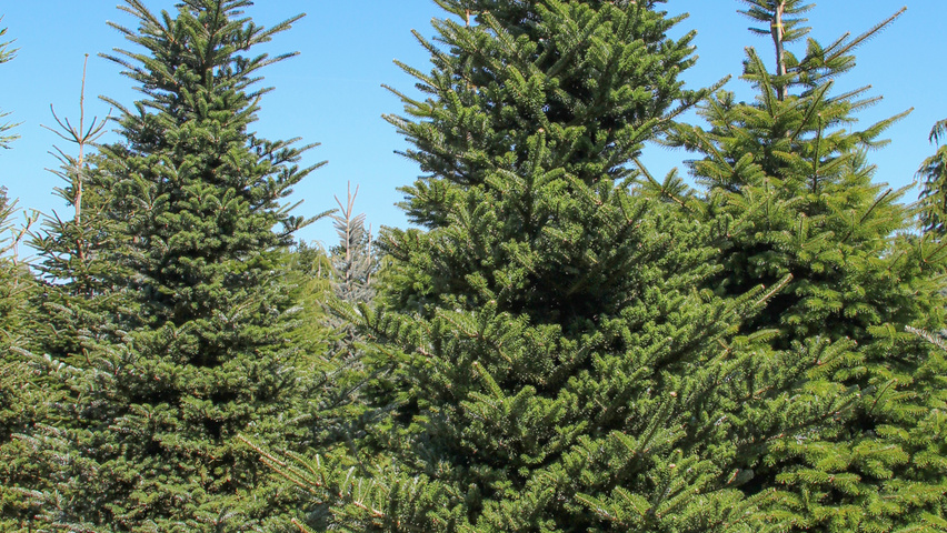 Abies koreana beveerd