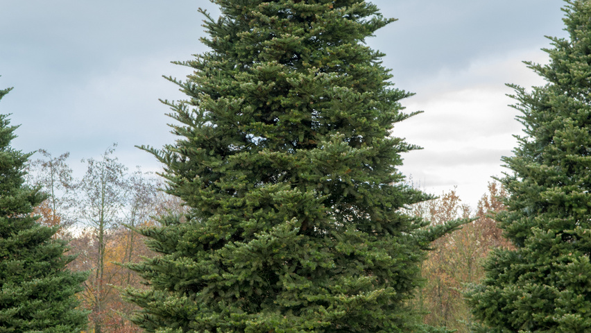 Abies koreana beveerd