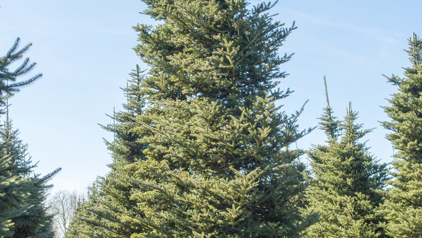 Abies koreana beveerd