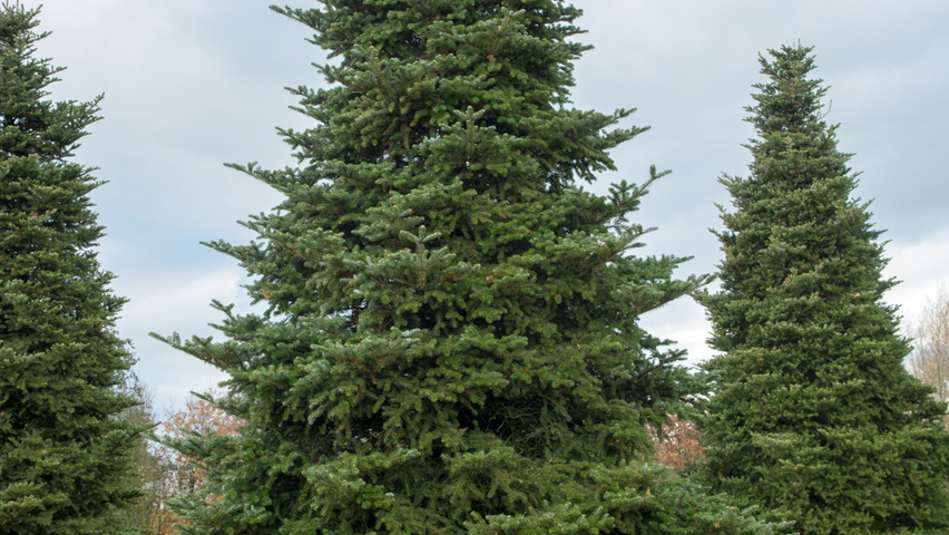 Abies koreana beveerd