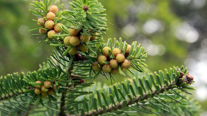 Abies koreana bloem