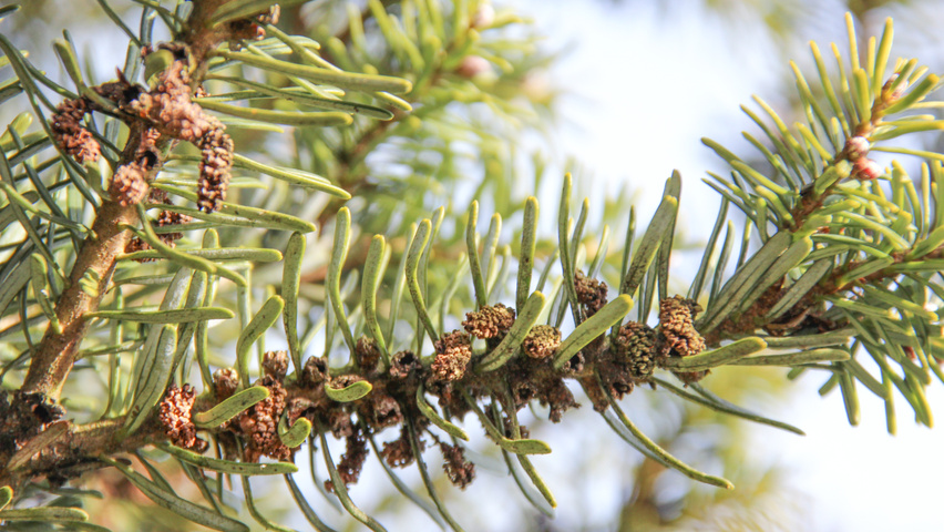 Abies koreana bloem