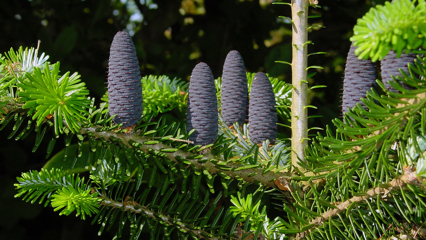 Abies koreana vrucht