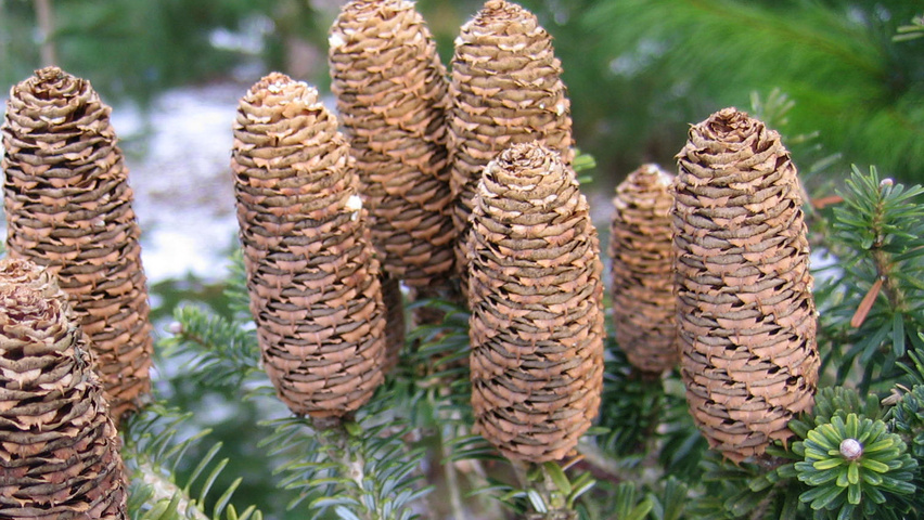 Abies koreana vrucht