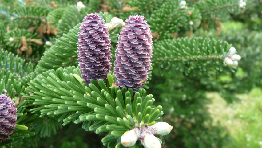 Abies koreana vrucht