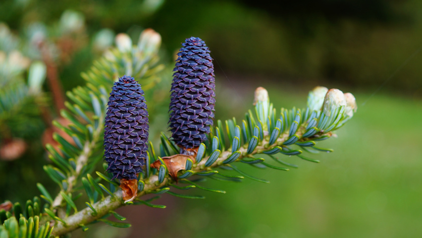 Abies koreana vrucht