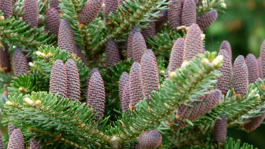 Abies koreana vrucht