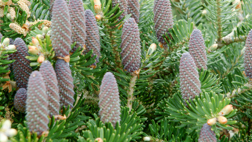 Abies koreana vrucht