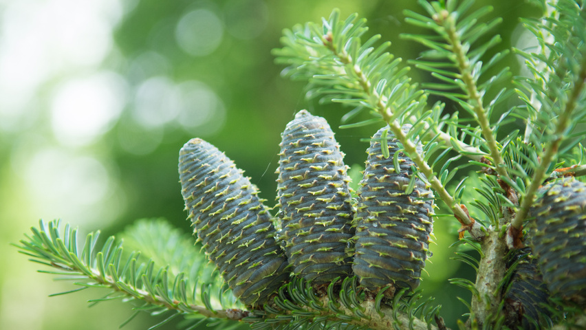 Abies koreana vrucht