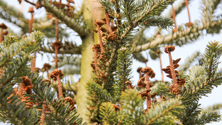 Abies koreana vrucht