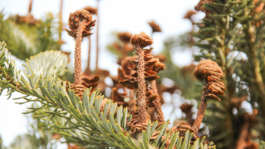 Abies koreana vrucht
