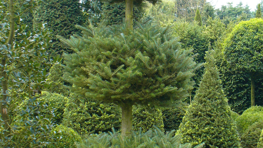 Abies koreana bol