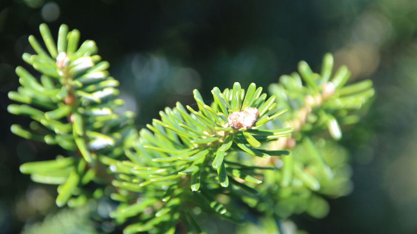 Abies koreana blad