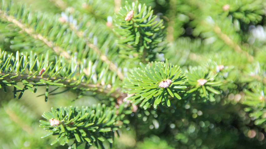 пихта панкейк. пихта корейская блю стандарт. пихта хмао. лиственница корейская фото. лиственница ниваки.
