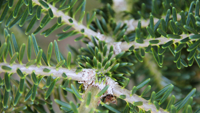 Abies koreana twijgen
