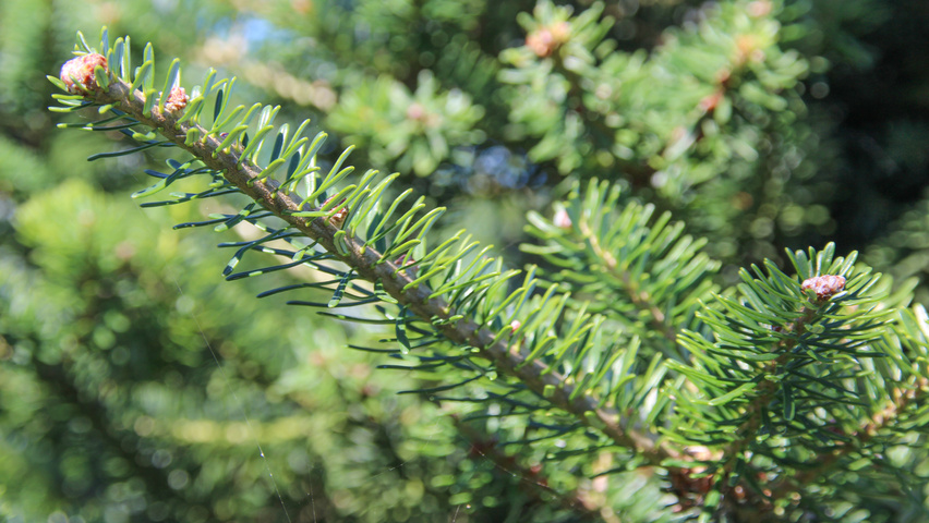 Abies koreana twijgen