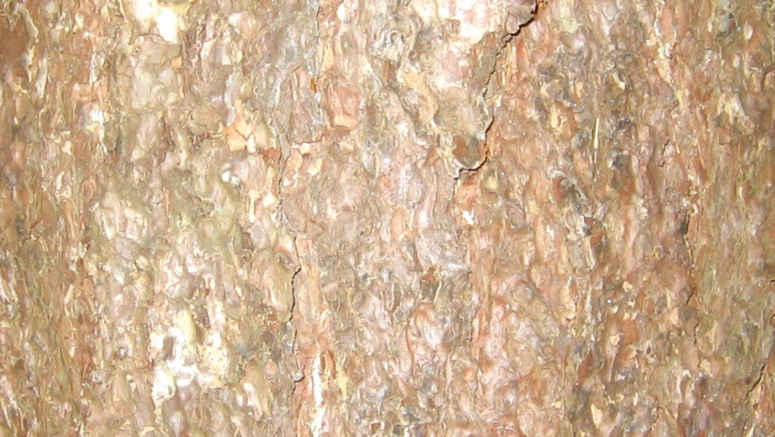 Abies nordmanniana kora