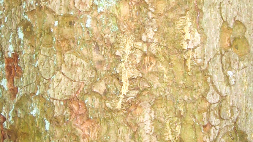 Abies nordmanniana kora