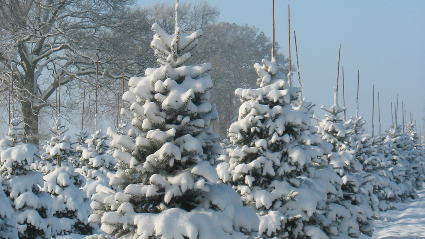 Abies nordmanniana pokrój naturalny
