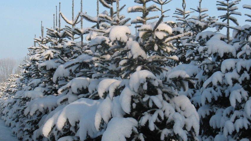 Abies nordmanniana pokrój naturalny