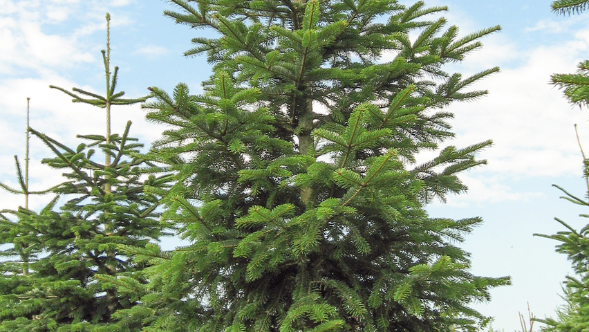 Abies nordmanniana pokrój naturalny