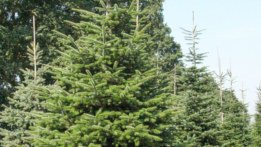 Abies nordmanniana pokrój naturalny