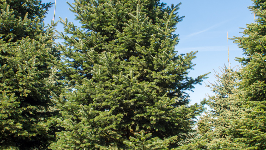 Abies nordmanniana pokrój naturalny