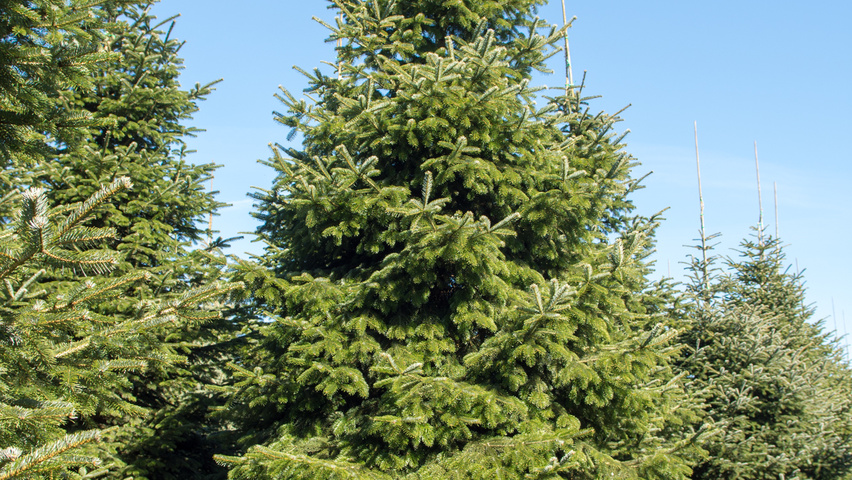Abies nordmanniana pokrój naturalny