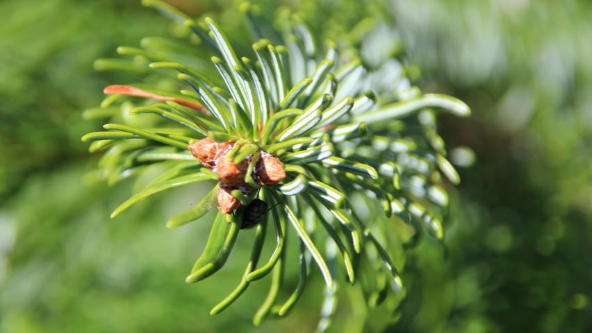 Abies nordmanniana kwiaty