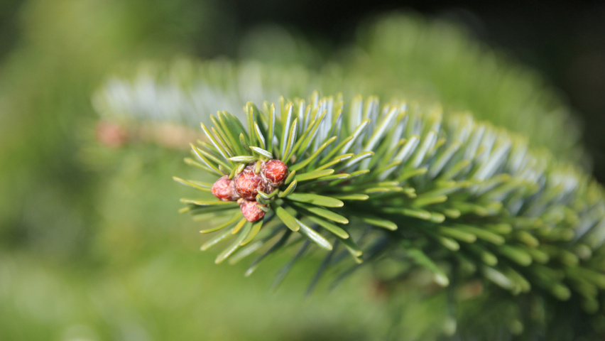 Abies nordmanniana kwiaty