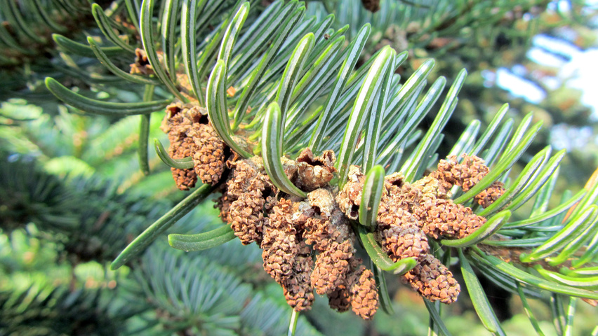 Abies nordmanniana kwiaty