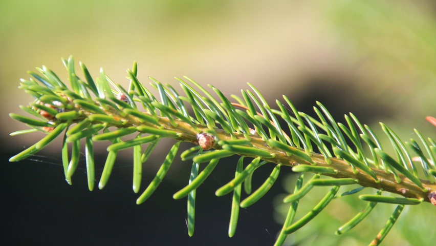 Abies nordmanniana liście