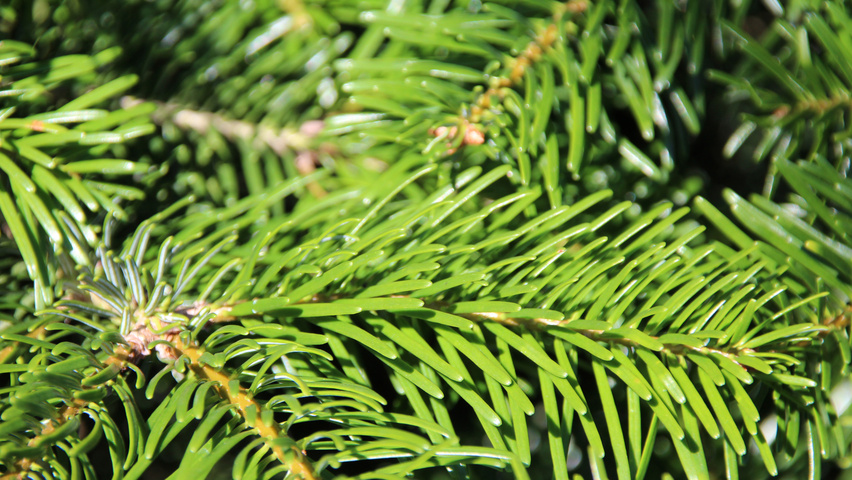 Abies nordmanniana liście