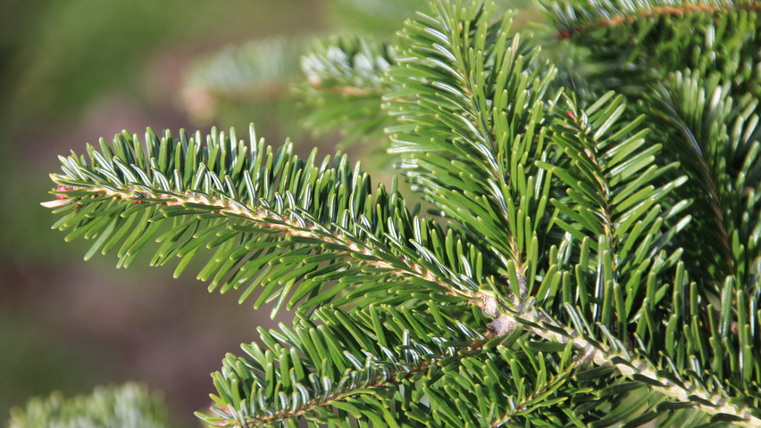 Abies nordmanniana liście