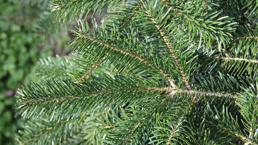 Abies nordmanniana liście