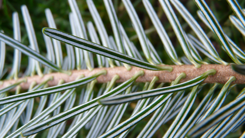 Abies nordmanniana liście