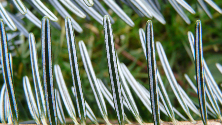 Abies nordmanniana liście