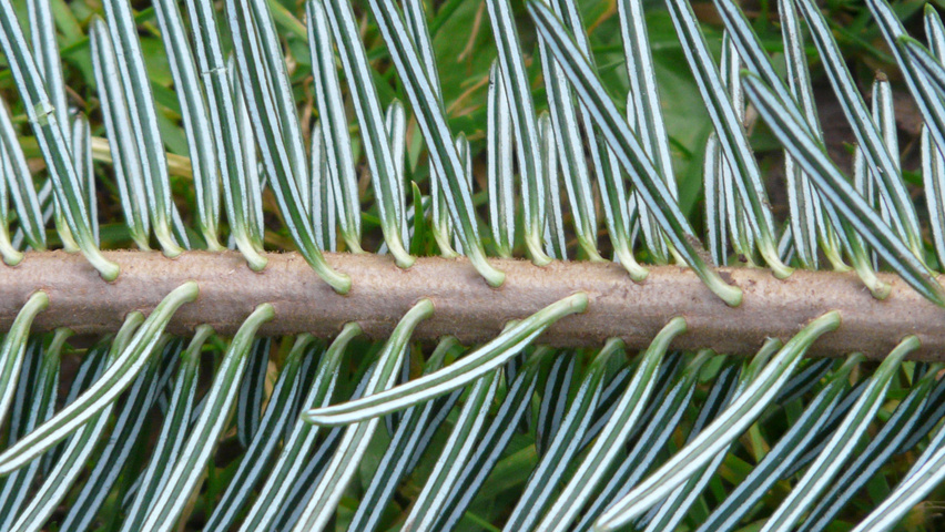 Abies nordmanniana pędy