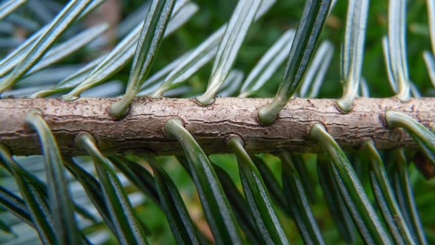 Abies nordmanniana pędy