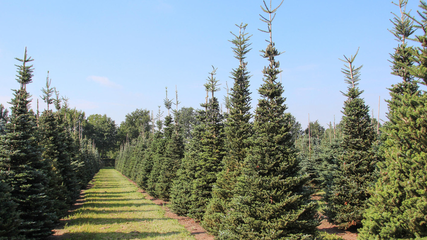Abies procera feathered