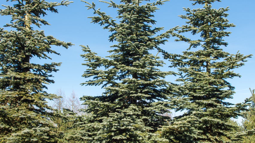 Abies procera feathered